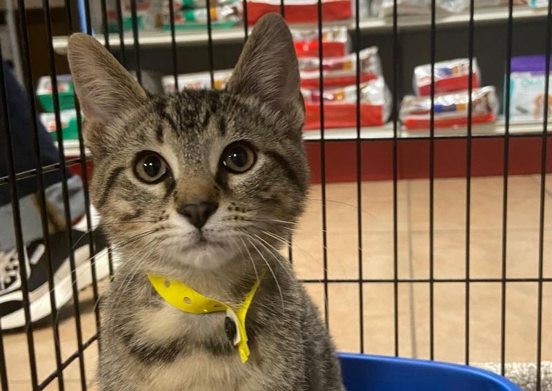 Carousel Slide 5: Kitten wellness plans and vaccines available