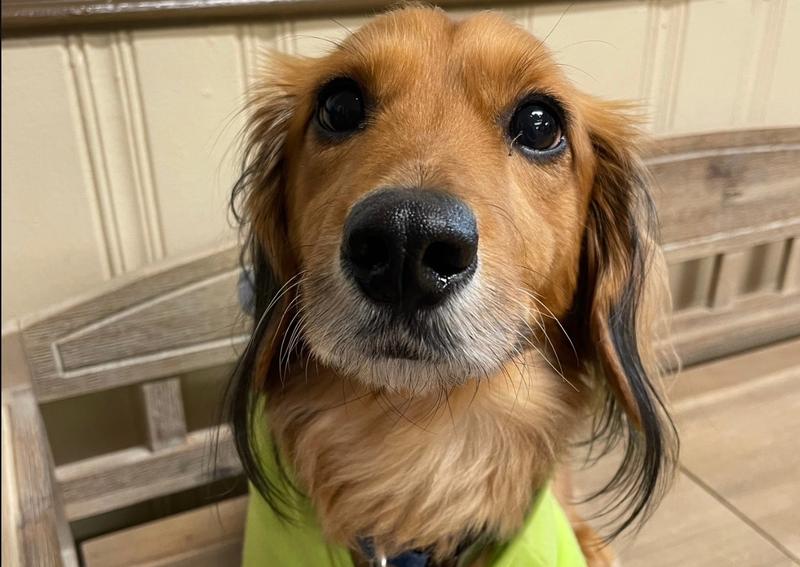 Carousel Slide 3: Welcoming all canine clients